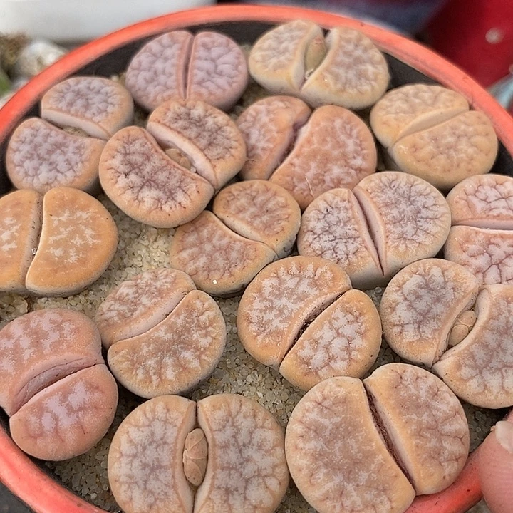 拿铁一组两颗