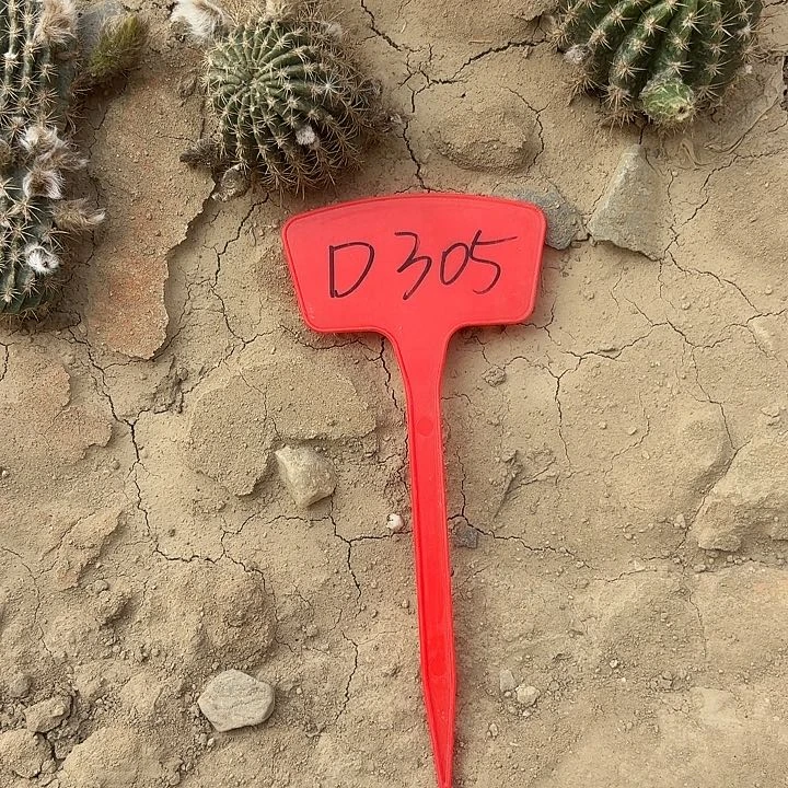 玫D305,bir代汤姆