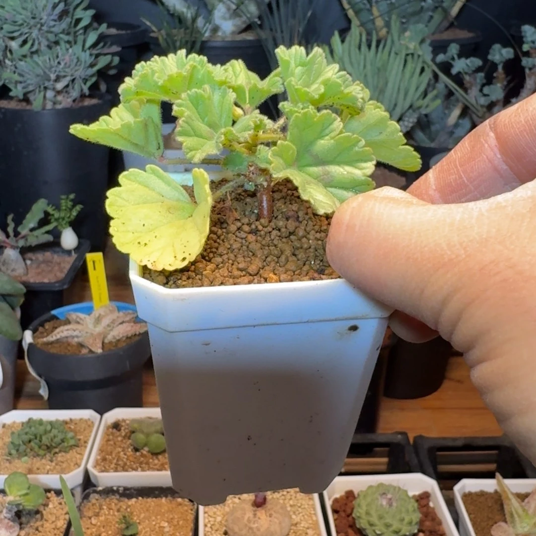 大*3香草冰淇淋洋葵多肉植物