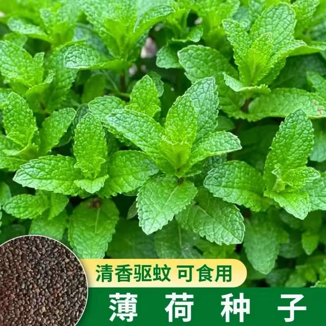 【全店满6包包邮】薄荷种子