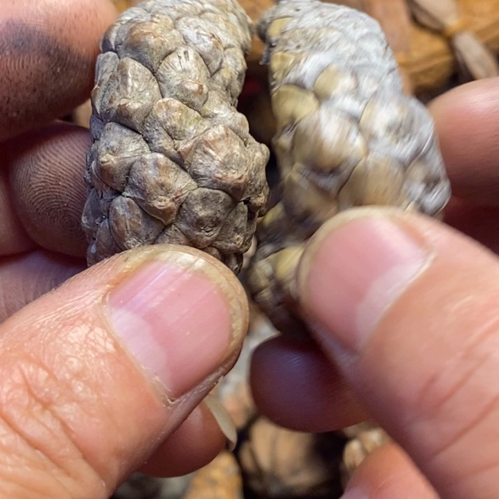 文玩核桃吊坠东北特产256