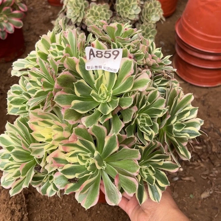 白凤多肉植物859.