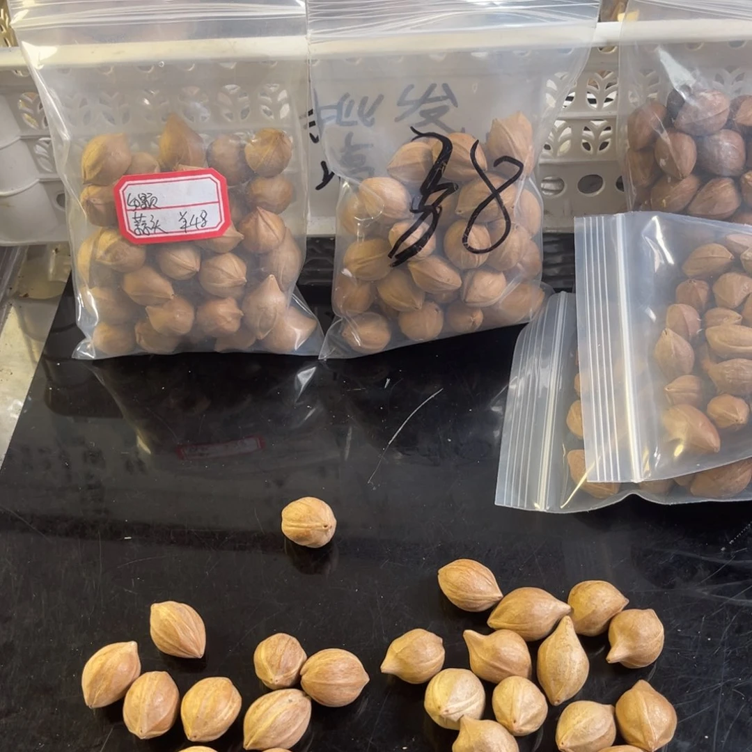 吊坠龙脊菩提1****11111111