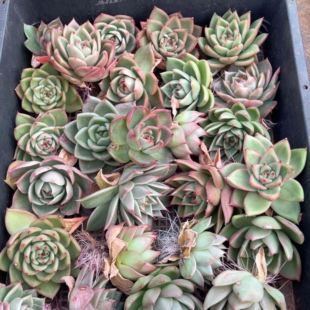 一筐特价福利不售后2645