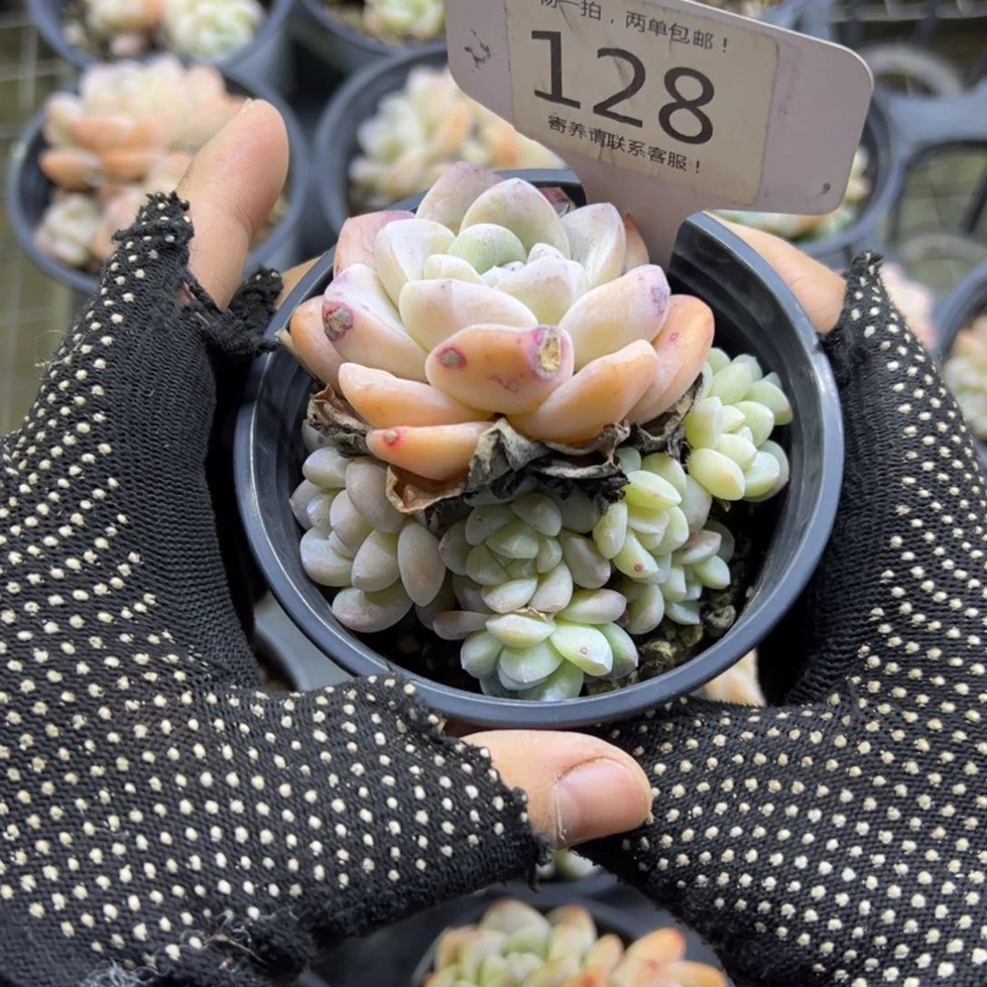 红陶128号多肉植物