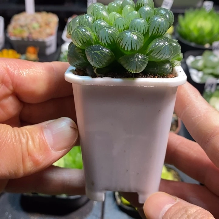 姬玉露多肉植物高盆