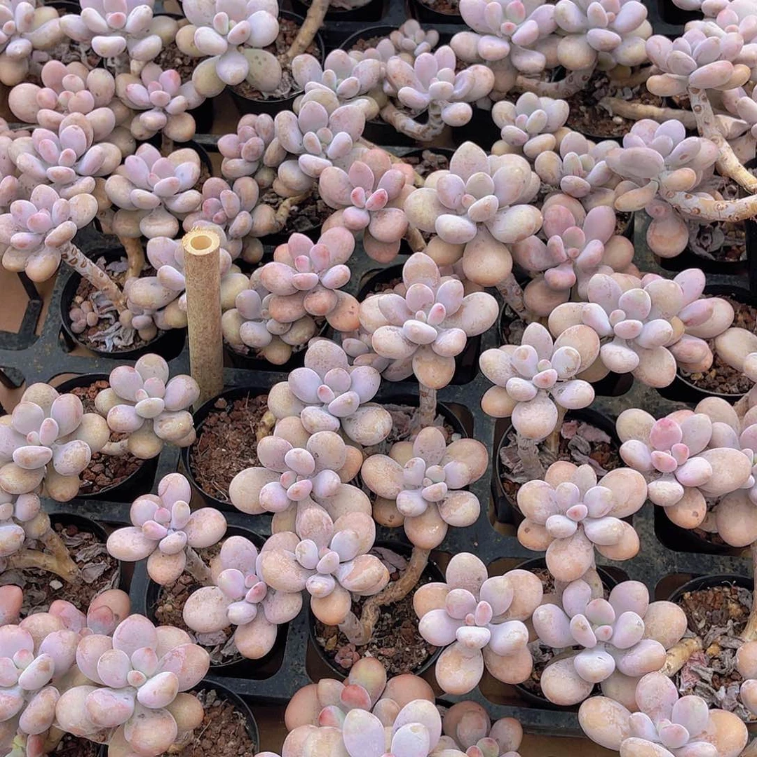 桃蛋老庄4盆福利套餐