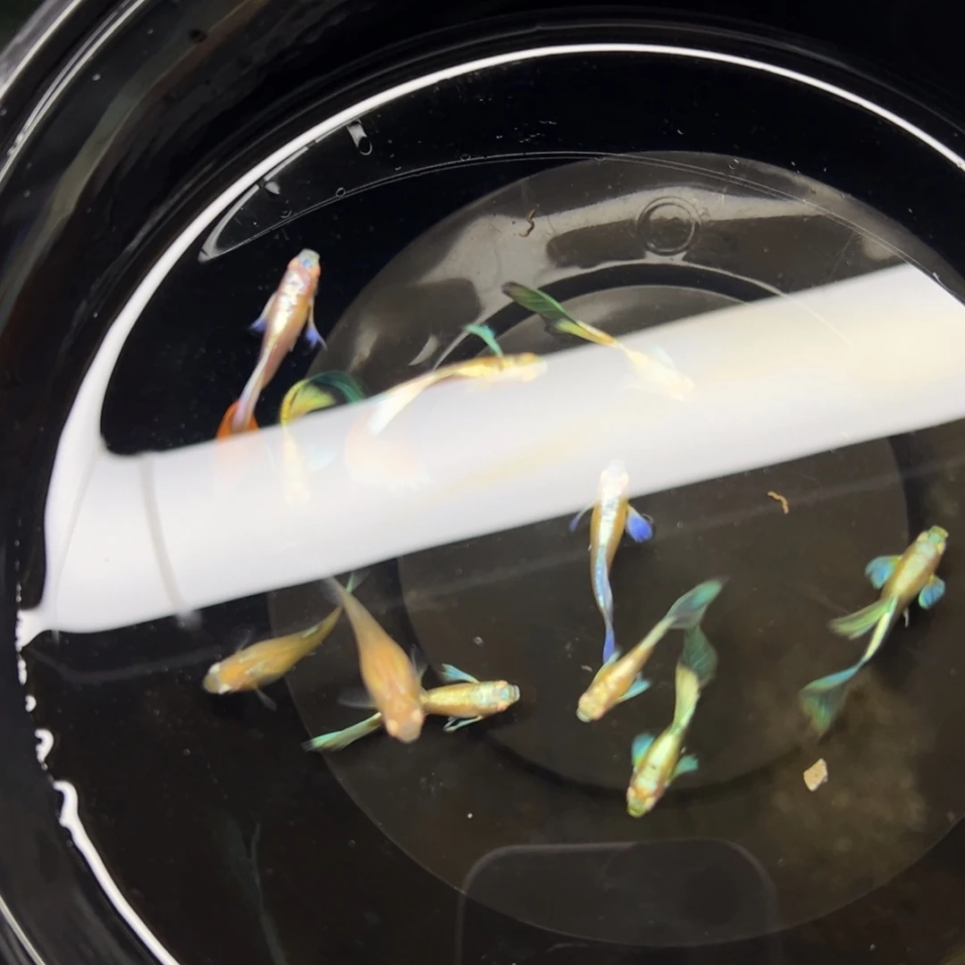 孔雀鱼欧意套餐（12条）