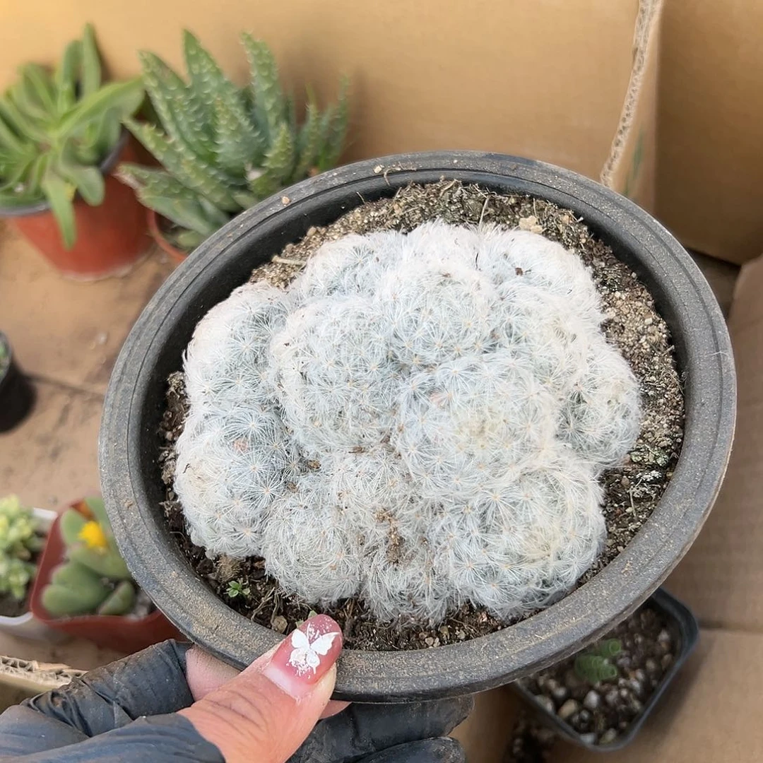 多肉植物白星仙人球