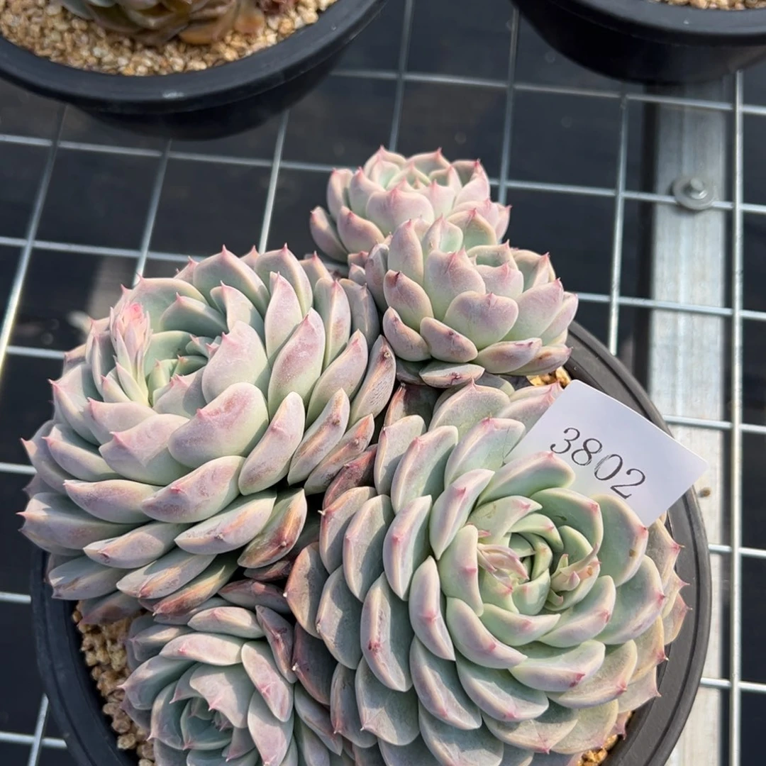 刚****坑3802d多肉多多多多