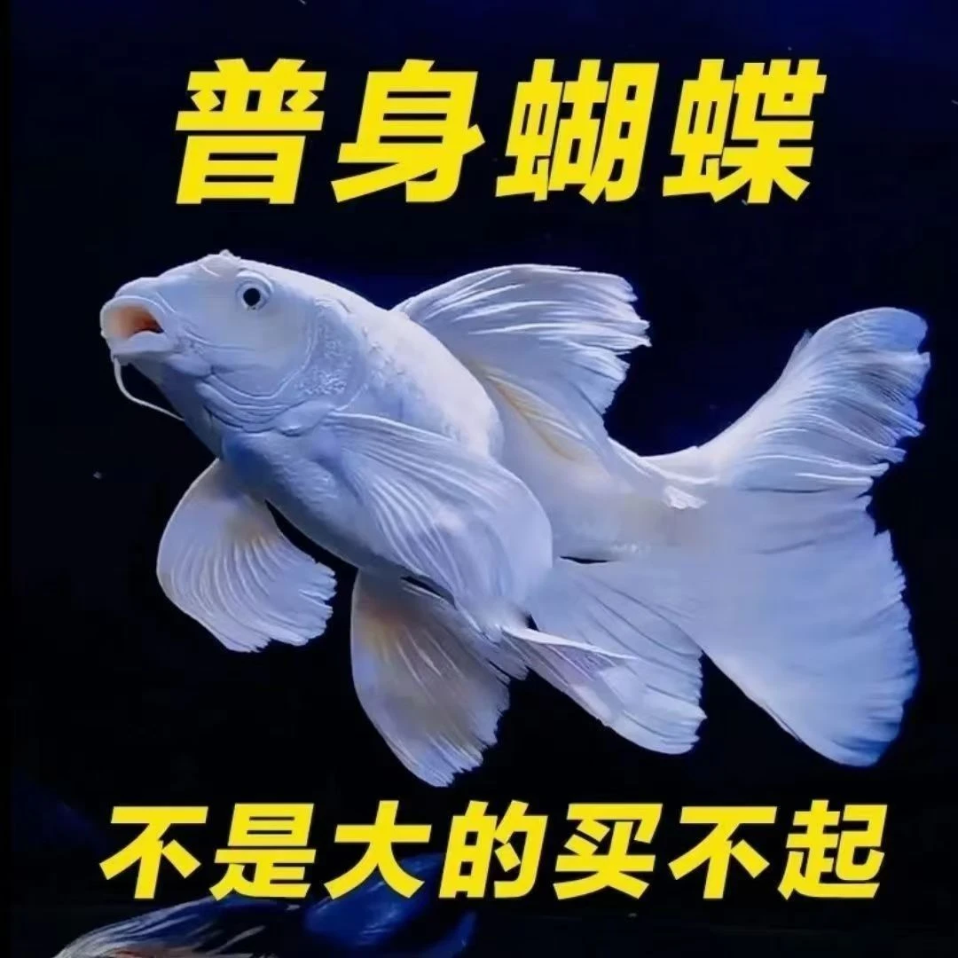 蝴蝶鲤鱼精品台系纯种白色普身贵妃体观赏鱼养鱼饲养活体发货养殖