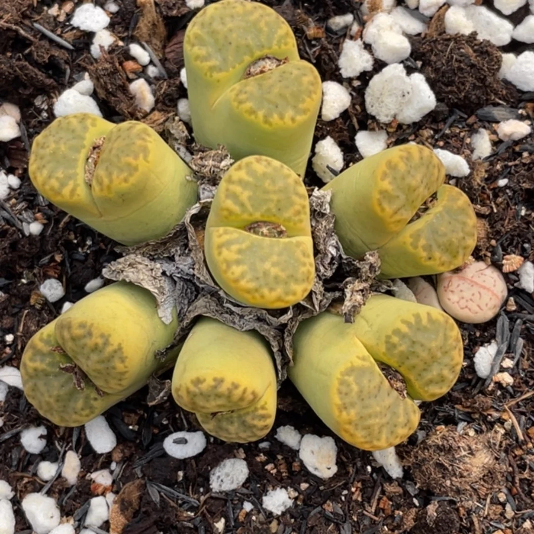 非偏远满20包邮550