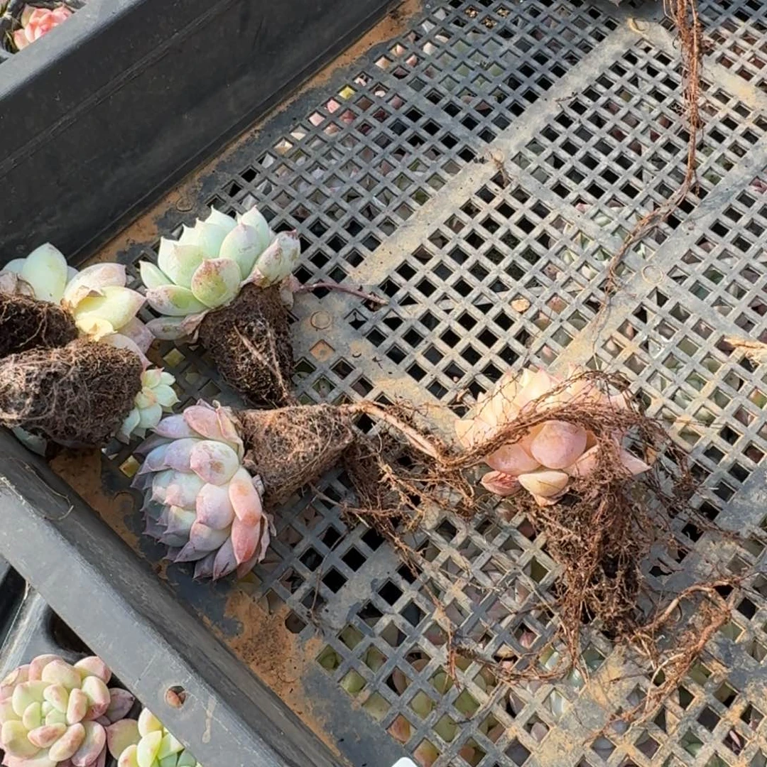 大美尼糖心40颗量拍11-127