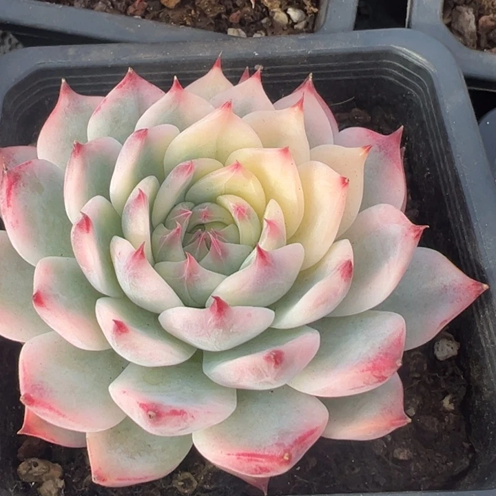 吉娃娃锦一物一拍锦龙