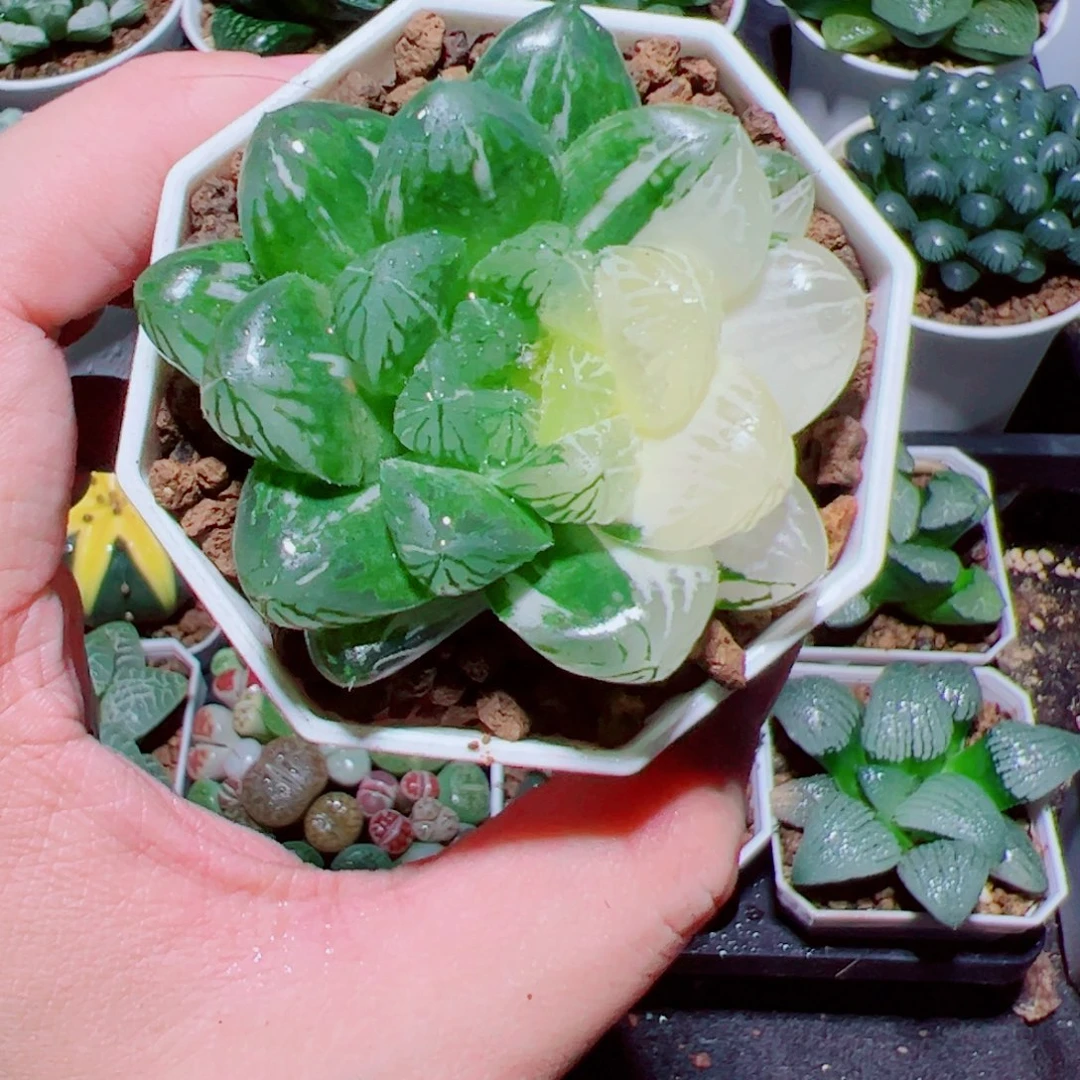 苏州玉露锦多肉植物