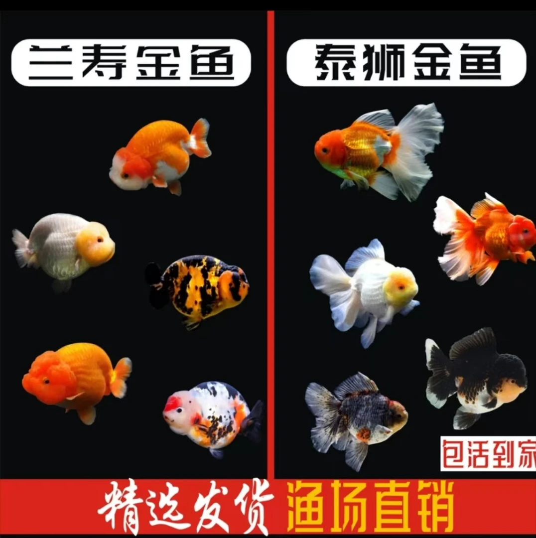 泰狮冷水观赏鱼 F1亚成6-8公分 颜色与尺寸以直播间为准