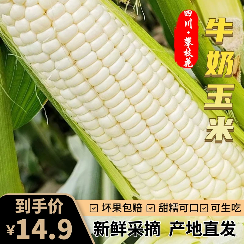 攀枝花 水果牛奶玉米 可生吃甜糯 露天种植 产地直发包邮坏果包赔
