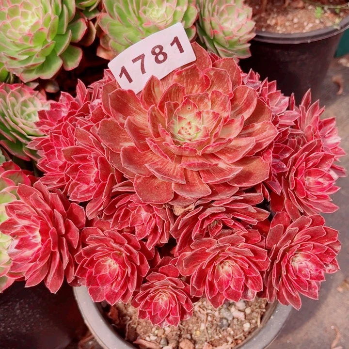 玫***香新品半夏寄养不包邮多肉