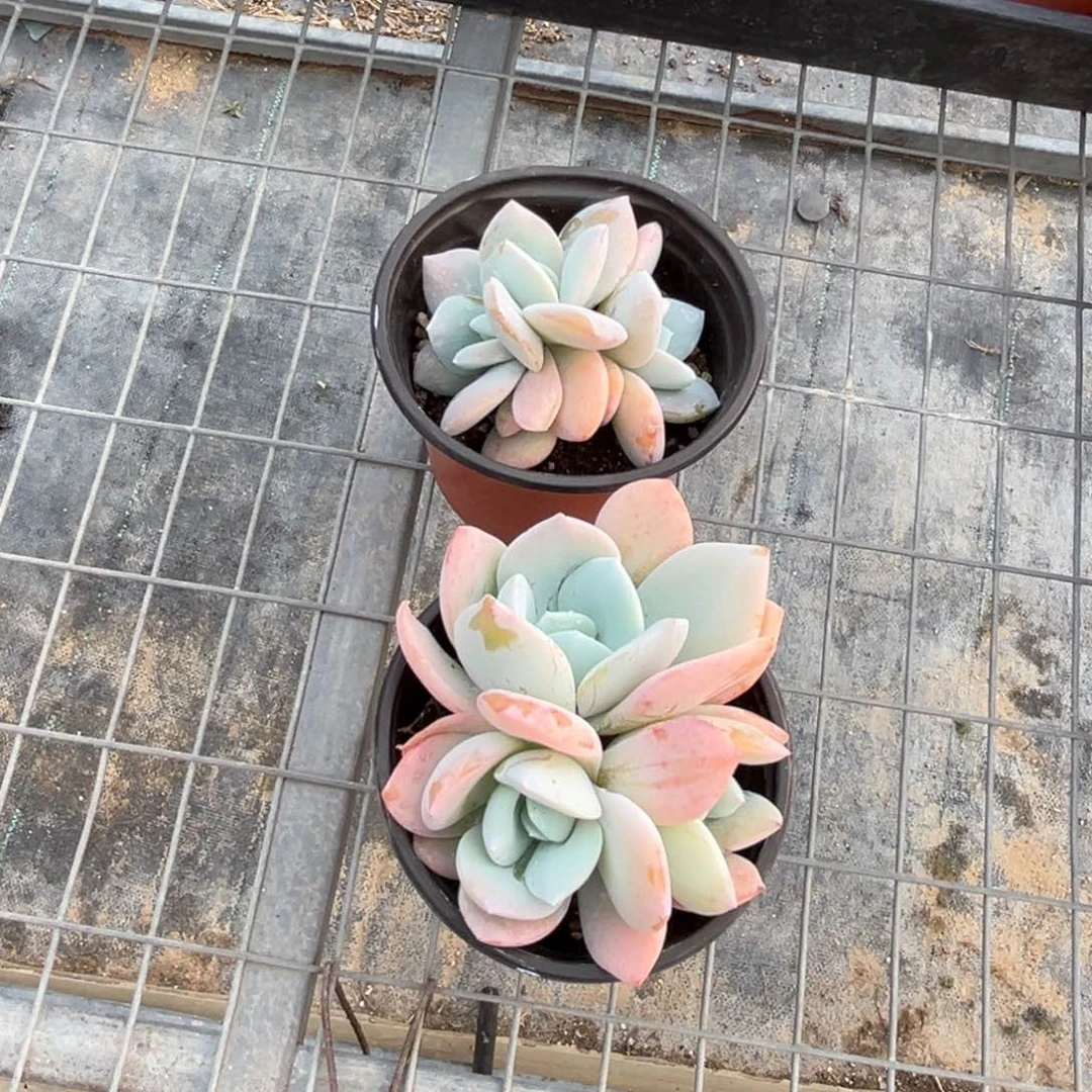 绮***坊多肉植物的生长发育与生长