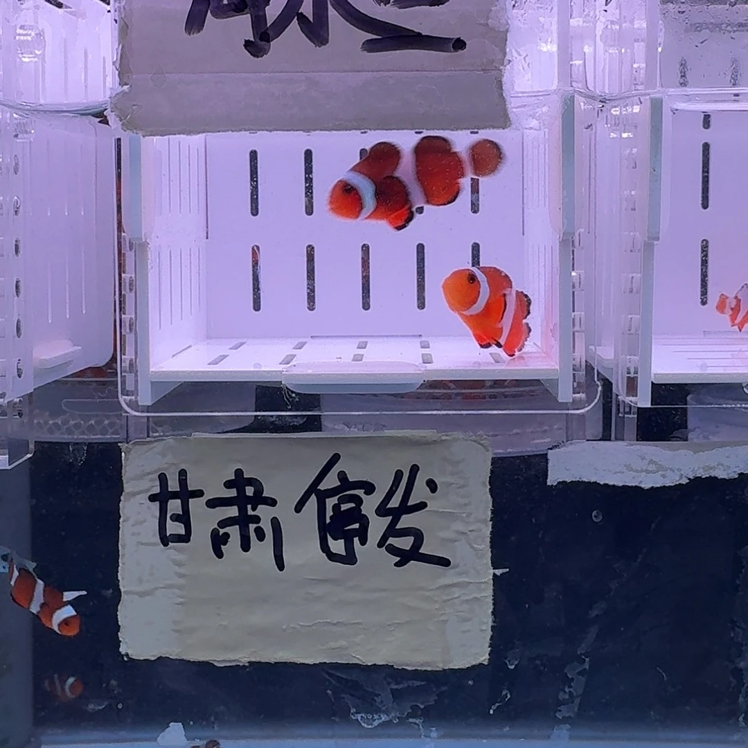 海水鱼4+精品黑边公子一对黑边