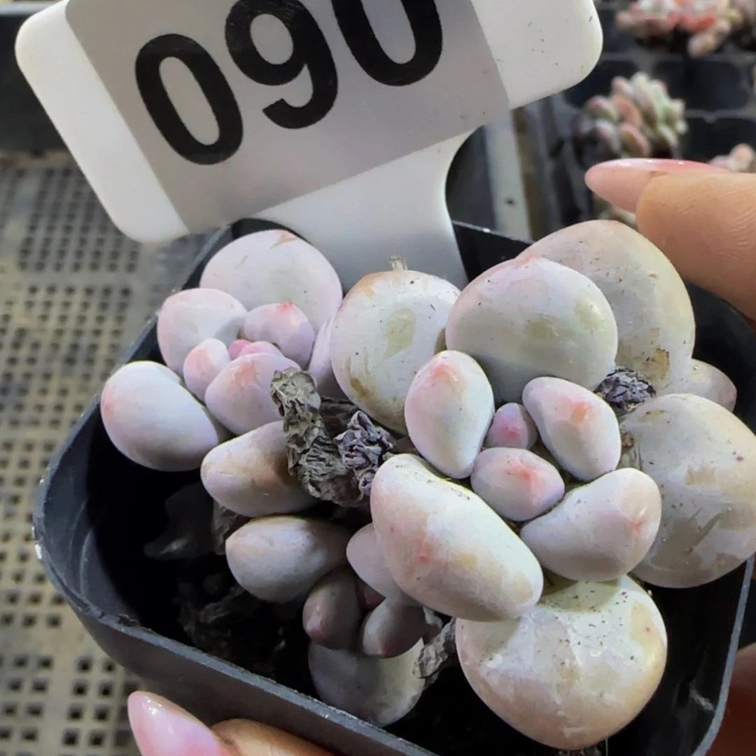 090 号一物一拍特价福利