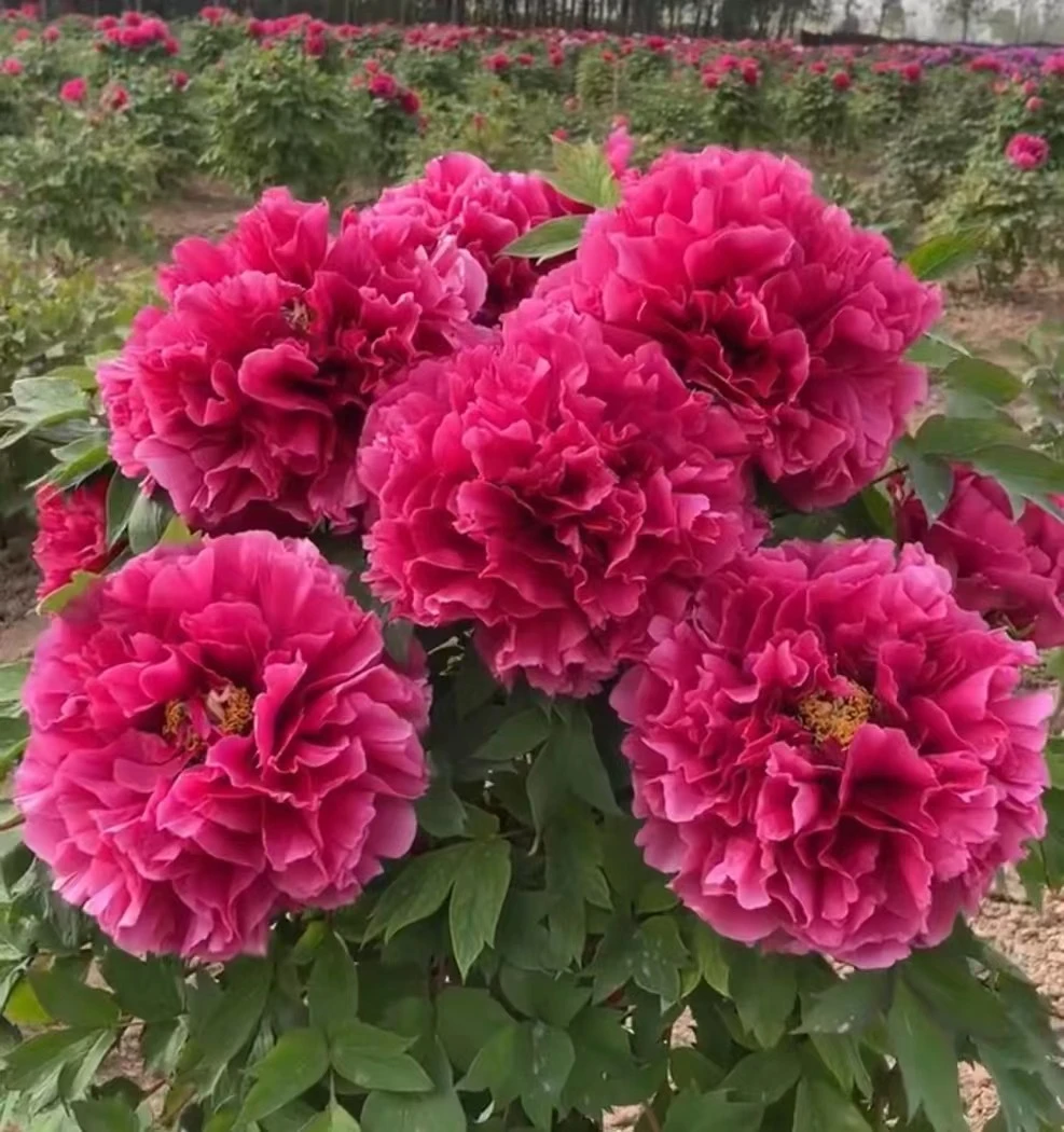 福利【曹州红牡丹】菏泽基地发货 带芽带枝带根 盆栽地种佳选