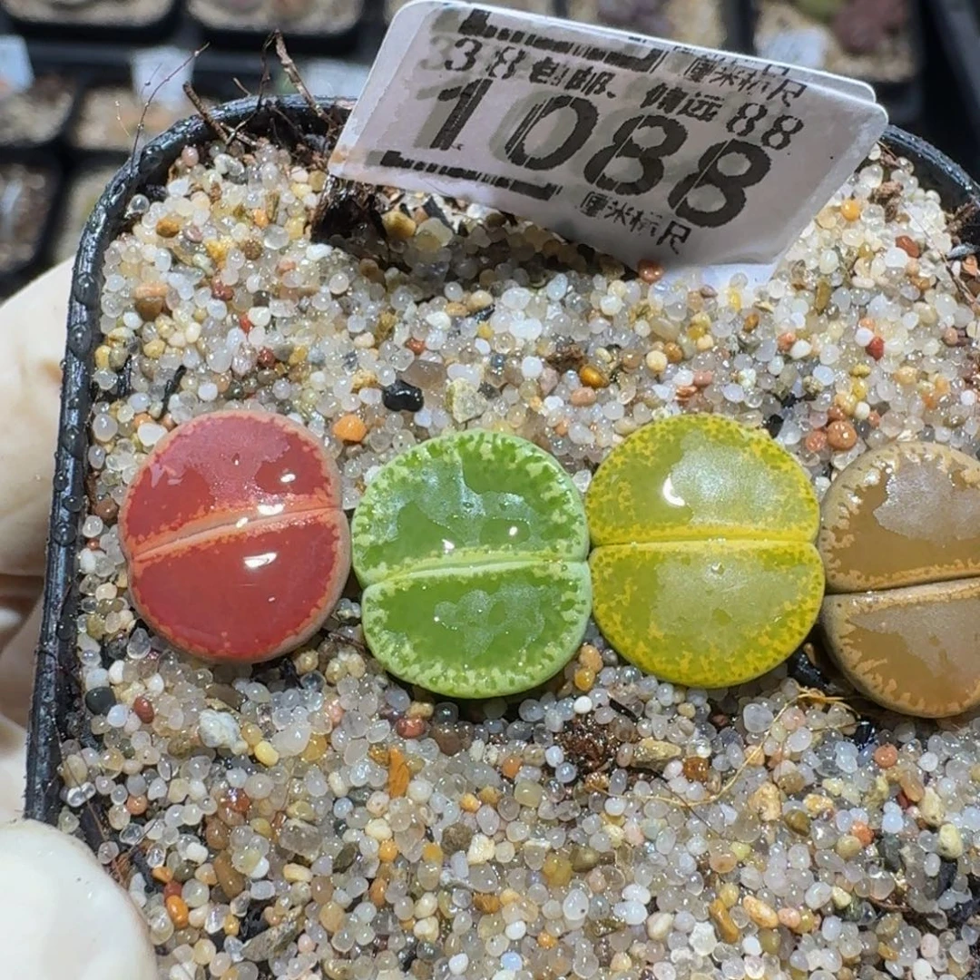 小***乖Zzzz生石花肉锥1088