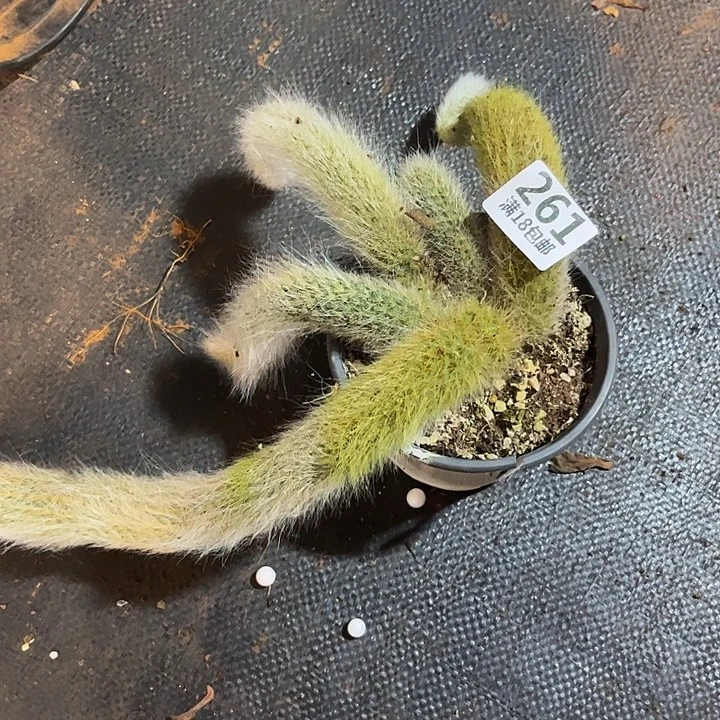 小***竹261九尾狐多肉植物