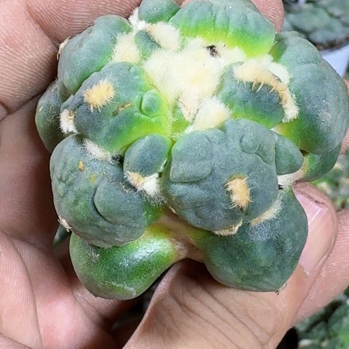 无花朵徳*天福利苗接叉戟蛋怒846