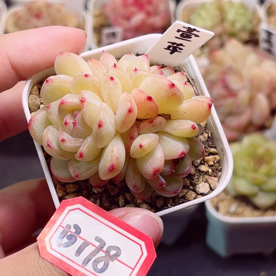 B178 一物一拍 萱苹