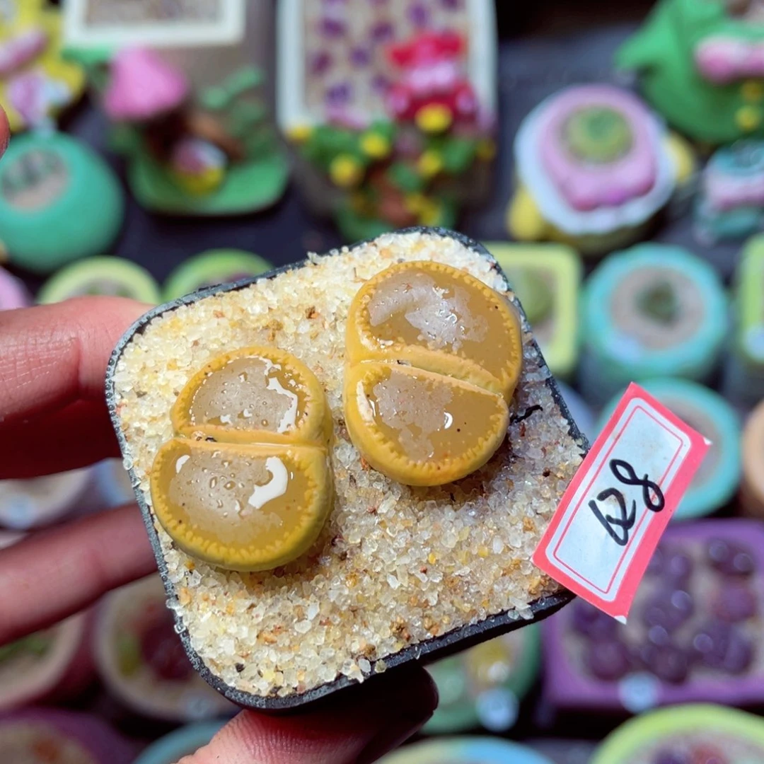 628生石花带盆发