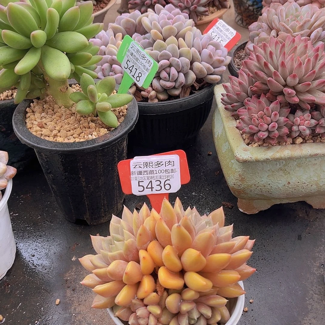 5436象牙多肉植物