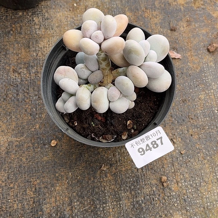 阿雅园艺。    9487奶酪