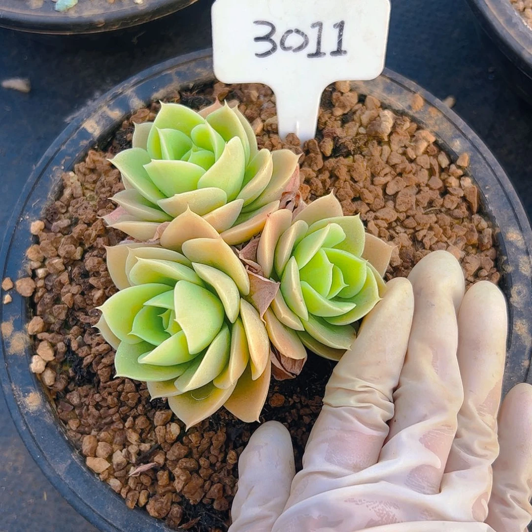 梦**梦三头星娜塔3011号一物一拍