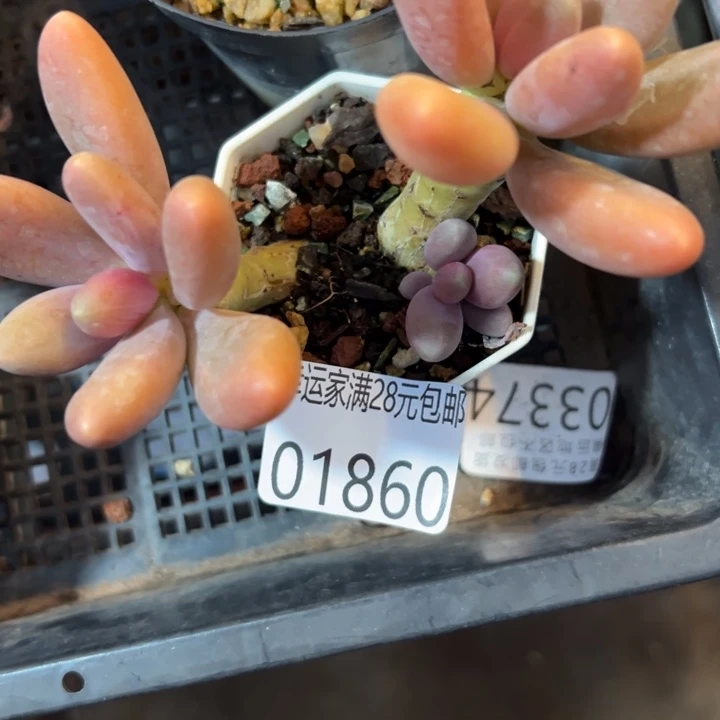 幸运儿是一位幸运