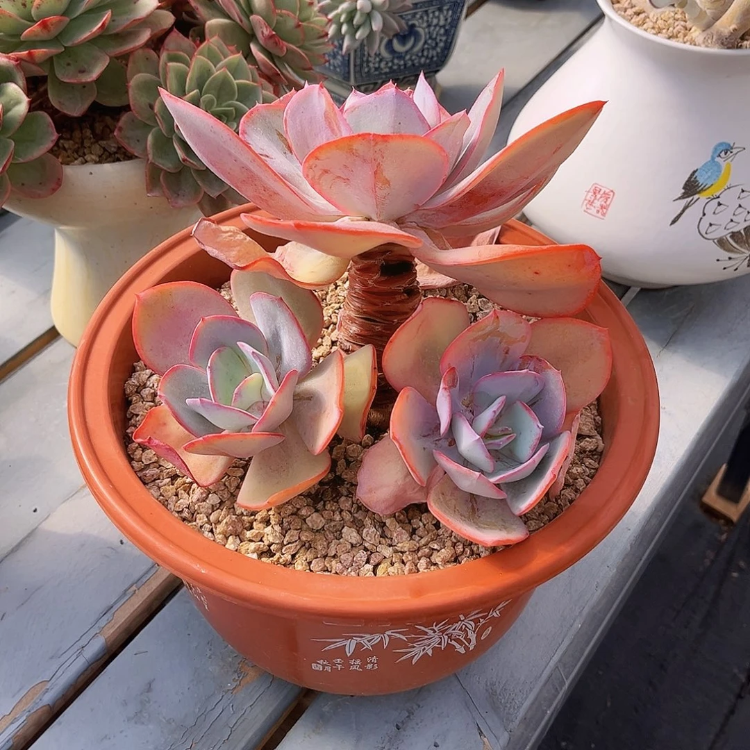 布鲁克林的蓝998888888888