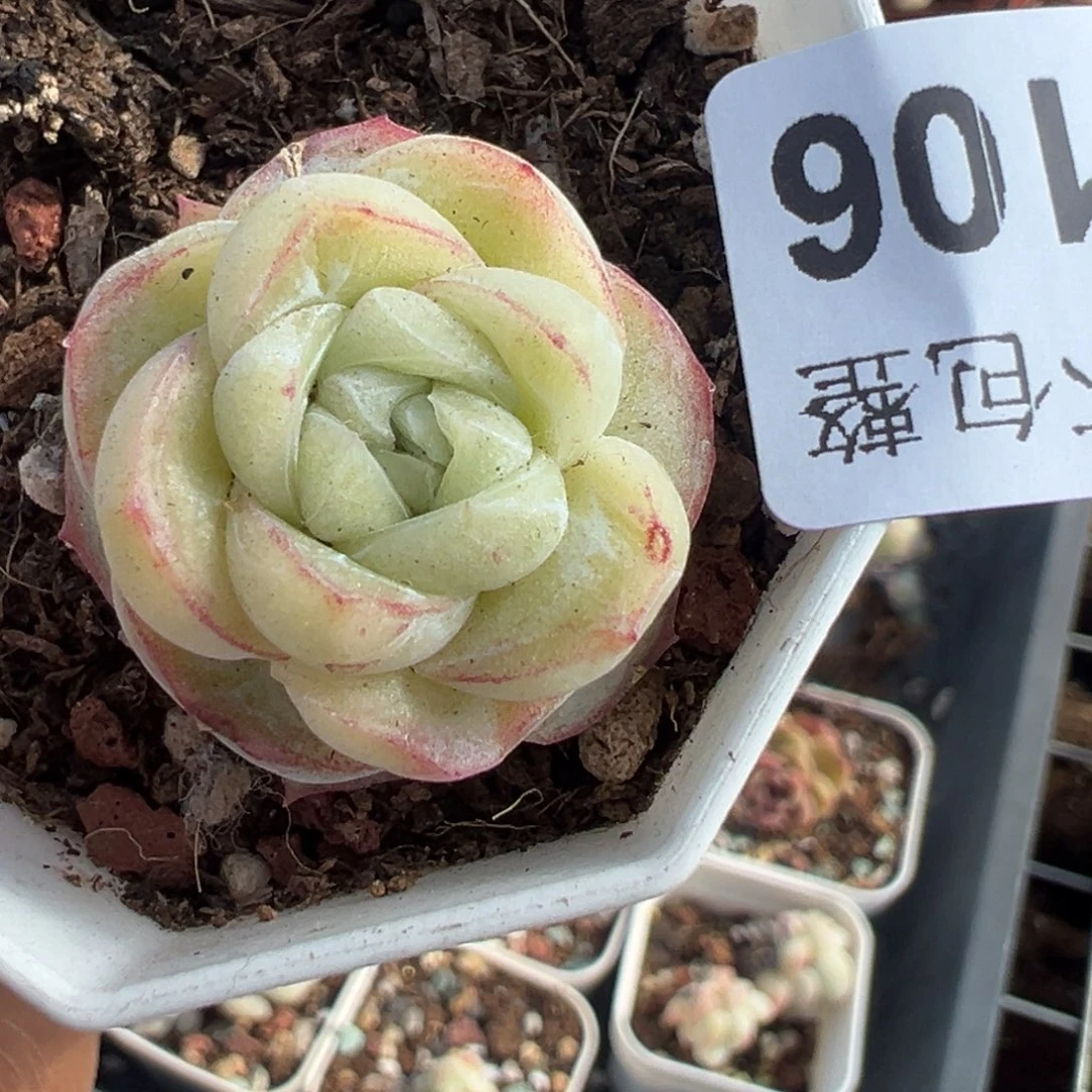 小卡拉米糖心一物一拍8-106