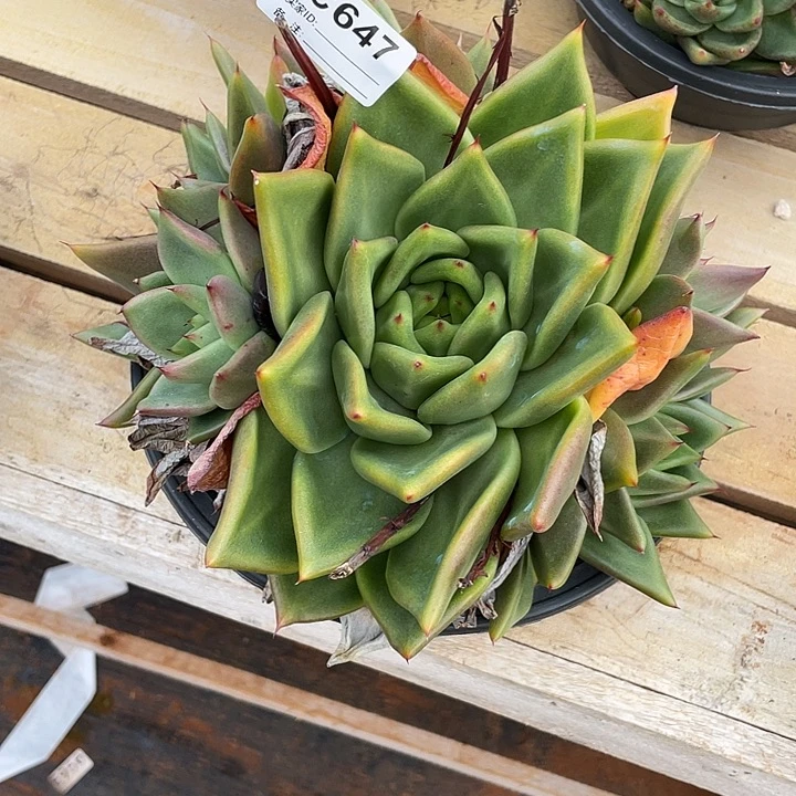 若茹东云单拍C647