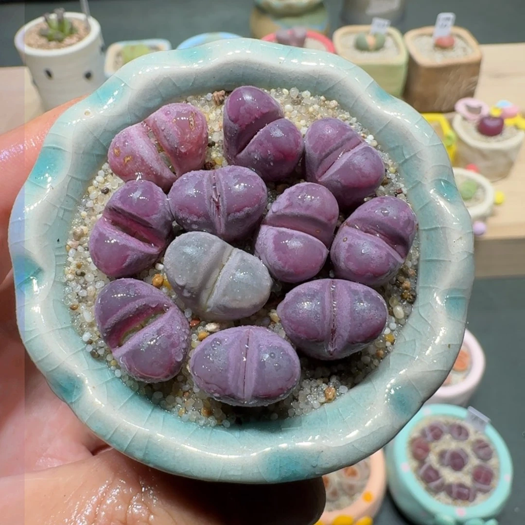 红陶蘑菇209红大内