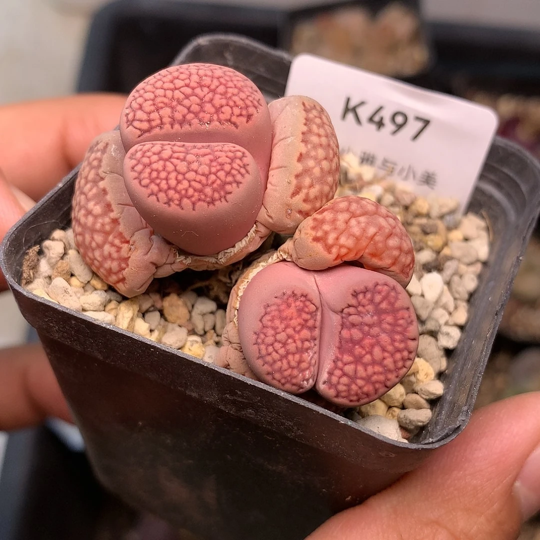 K497多肉植物保护