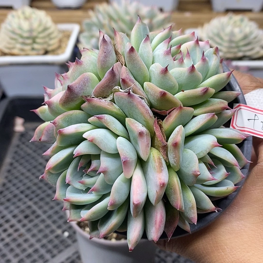 2192 福利吉娃娃锦 不售后