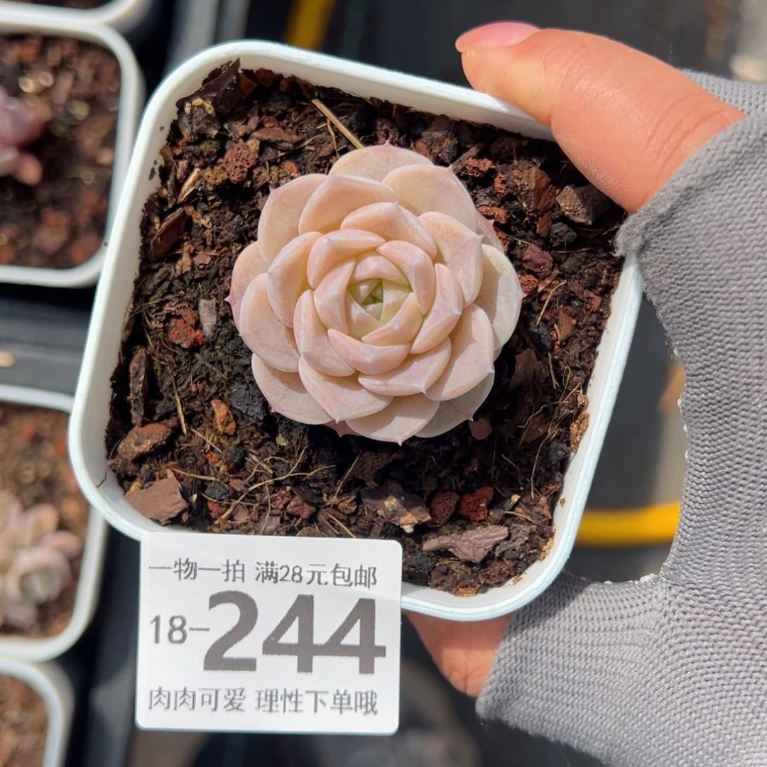 纯爱，多肉多肉多肉多肉