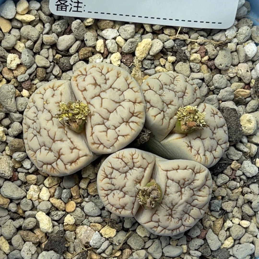 7702三头金边睫毛群生1891