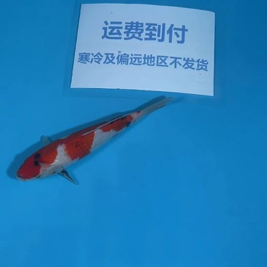 锦鲤昭和锦鲤 0000001