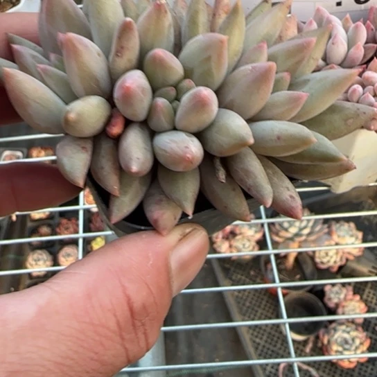 39红蜻蜓一物一拍多肉