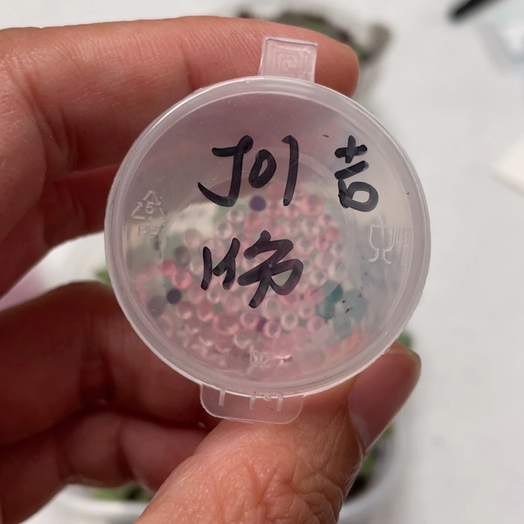 J01珍妮✖️吉娃娃20粒