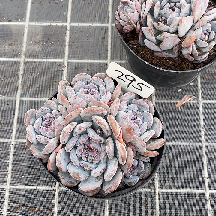 向***端紫皮石榴籽星影295号