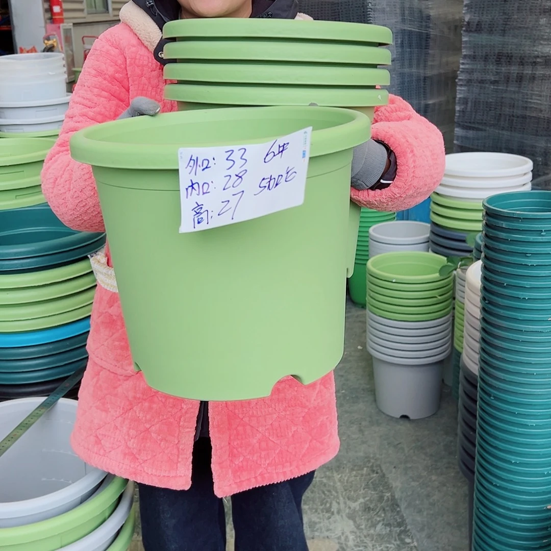 四季盆6#果绿色5个无托