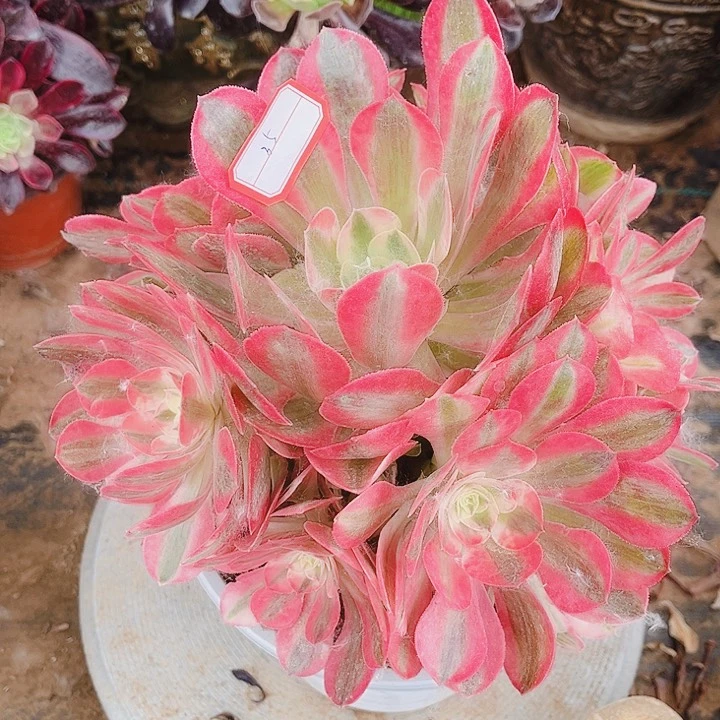 35号香妃法师单品