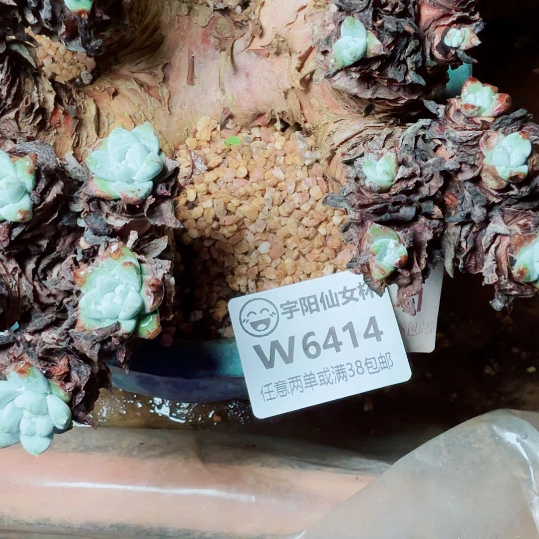 用***26414刘丹拇指杂仙女杯多肉
